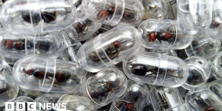 Chinese national charged for trying to smuggle 2,000 ants from Kenya