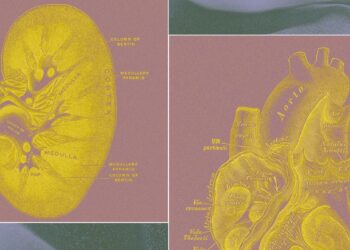 A Billionaire-Backed Startup Wants to Grow ‘Organ Sacks’ to Replace Animal Testing