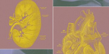 A Billionaire-Backed Startup Wants to Grow ‘Organ Sacks’ to Replace Animal Testing