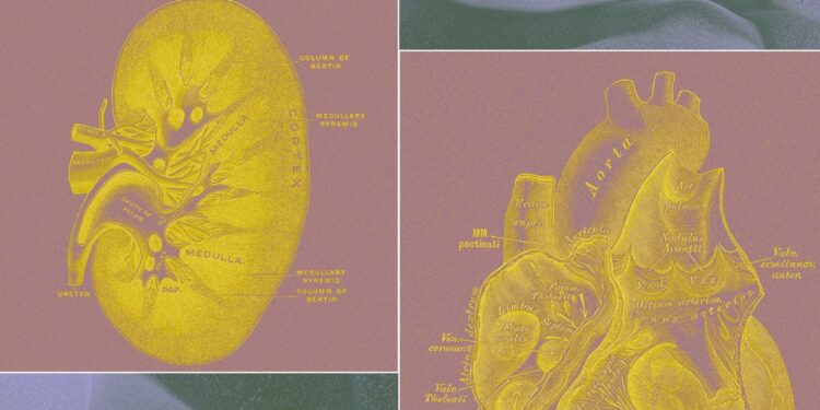 A Billionaire-Backed Startup Wants to Grow ‘Organ Sacks’ to Replace Animal Testing