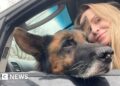 'Animals are traumatised too': Pet rescuers under fire in Ukraine