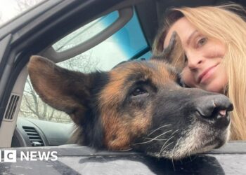 'Animals are traumatised too': Pet rescuers under fire in Ukraine