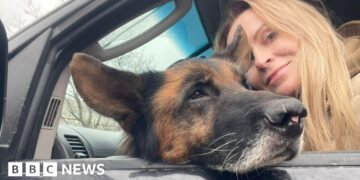 'Animals are traumatised too': Pet rescuers under fire in Ukraine