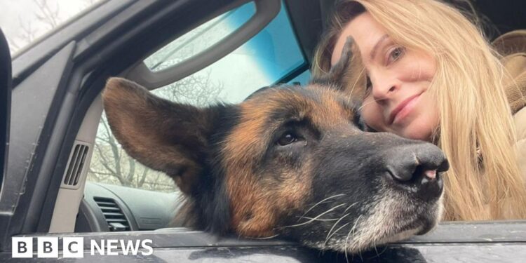 'Animals are traumatised too': Pet rescuers under fire in Ukraine