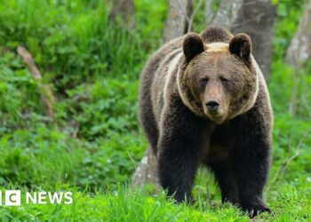 Woman killed by bear in Polish forest, son and local government say