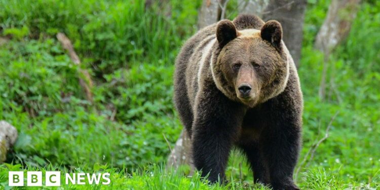 Woman killed by bear in Polish forest, son and local government say