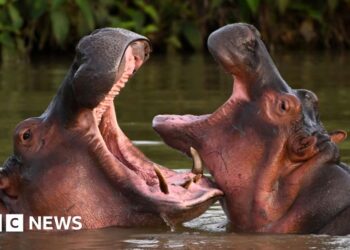 Indian billionaire's son offers to save Escobar's hippos