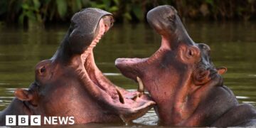 Indian billionaire's son offers to save Escobar's hippos