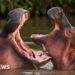 Indian billionaire's son offers to save Escobar's hippos