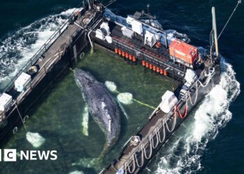 Stranded whale ferried out of German waters in barge