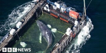 Stranded whale ferried out of German waters in barge