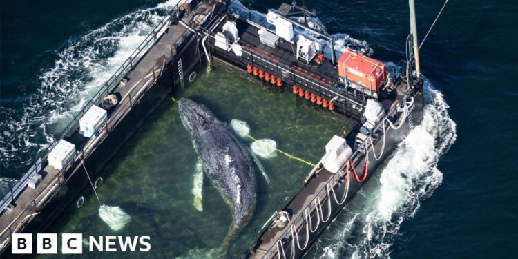 Stranded whale ferried out of German waters in barge