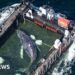 Stranded whale ferried out of German waters in barge