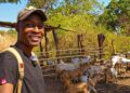 Zimbabwe’s diaspora reshapes real estate and farming investment trends | Features